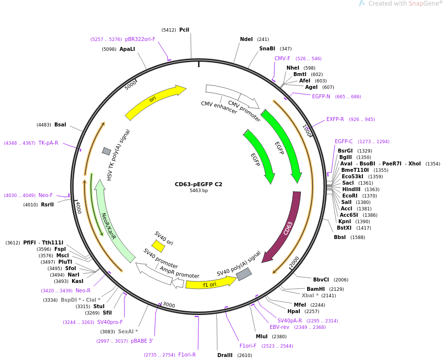 CD63-pEGFP
